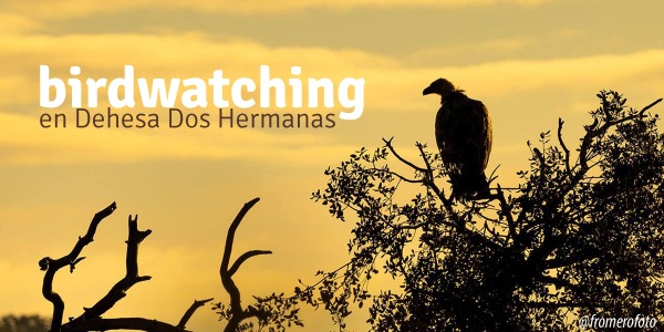 Birdwatching en Dehesa Dos Hermanas